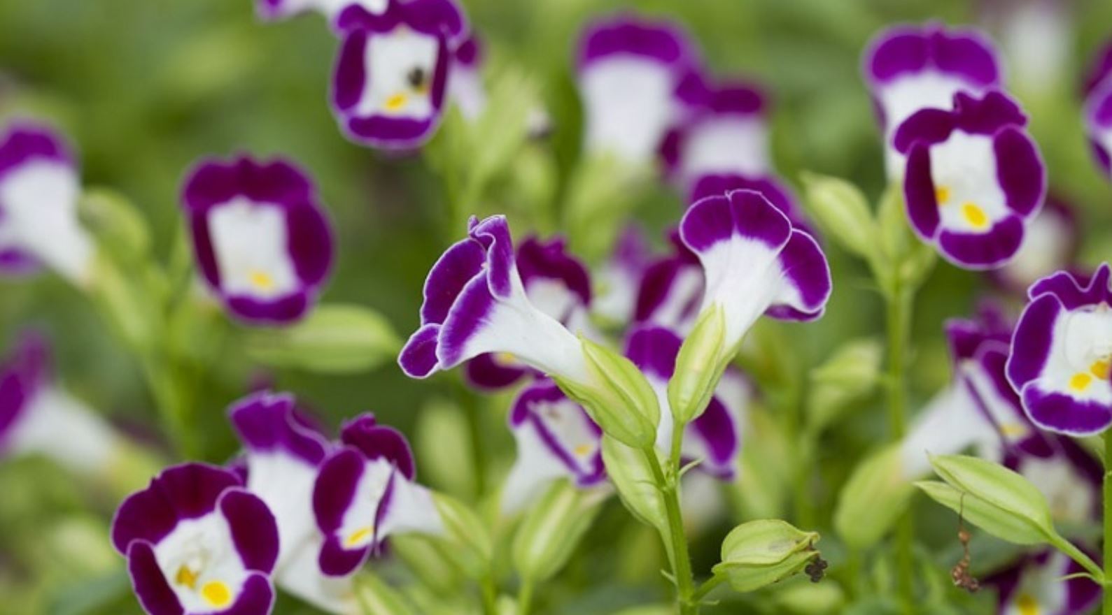 Đặc điểm của c&acirc;y Hoa Tố Li&ecirc;n